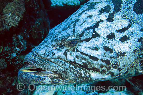 Potato Cod (Epinephelus tukula). Also known as Potato Grouper. Great Barrier Reef, Queensland, Australia Photo - Gary Bell Potato Cod (Epinephelus tukula). Also known as Potato Grouper. Great Barrier Reef, Queensland, Australia Photo - Gary Bell