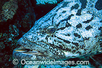 Potato Cod Epinephelus tukula Potato Grouper Photo - Gary Bell