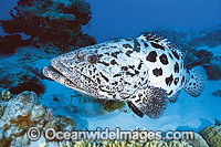 Potato Cod Epinephelus tukula Photo - Gary Bell