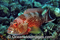 White-edged Lyretail Cod Variola albomarginata Photo - Gary Bell