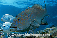 Coral Trout Plectropomus leopardus Photo - Gary Bell