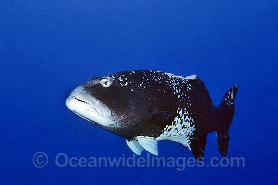 Footballer Trout unusual colour photo Footballer Trout unusual colour photo
