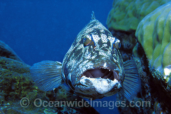 Coral Trout Plectropomus leopardus photo