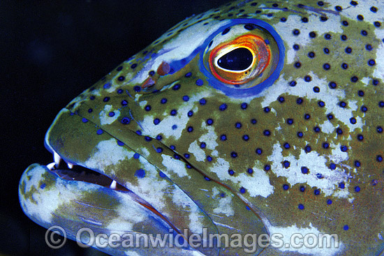 Coral Trout Plectropomus leopardus photo