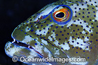 Coral Trout Plectropomus leopardus Photo - Gary Bell