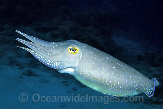 Broadclub Cuttlefish Sepia latimanus photo