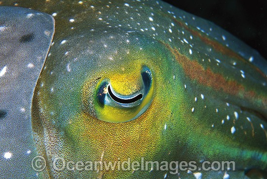 Broadclub Cuttlefish (Sepia latimanus) - close detail of eye. Northern Great Barrier Reef, Queensland, Australia Photo - Gary Bell
