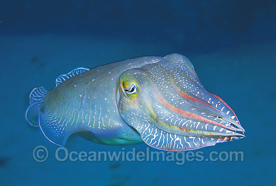 Broadclub Cuttlefish (Sepia latimanus). Northern Great Barrier Reef, Queensland, Australia Photo - Gary Bell