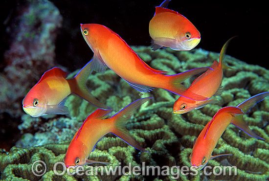 Schooling Redfin Anthias photo