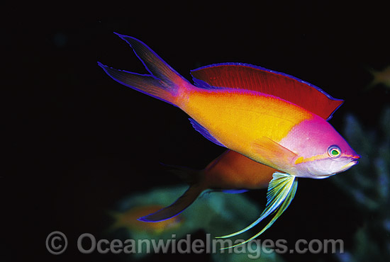 Redfin Anthias during courtship display photo