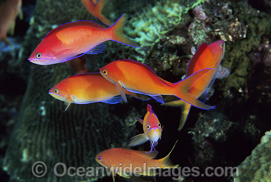 Schooling Redfin Anthias Pseudanthias dispar photo Schooling Redfin Anthias Pseudanthias dispar photo