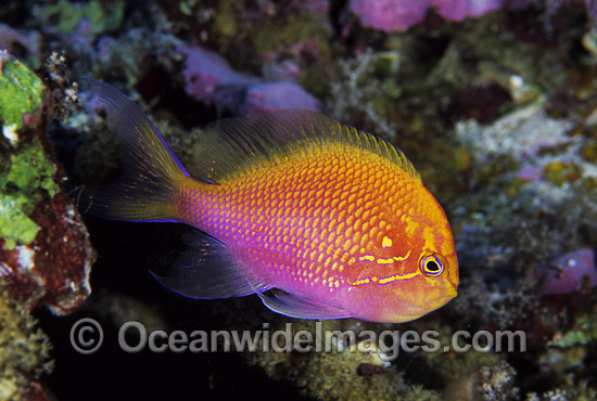 Sunburst Anthias Serranocirrhitus latus photo