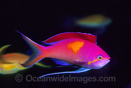 Redfin Anthias courtship display photo