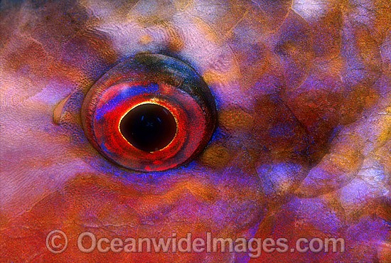 Red Goatfish eye photo