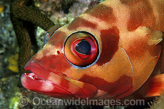 Black-tipped Grouper night colour photo Black-tipped Grouper night colour photo