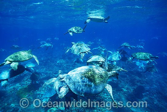 Unusual aggregation of Green Sea Turtles photo Unusual aggregation of Green Sea Turtles photo