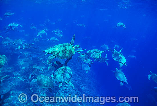 Green Sea Turtles Raine Island photo