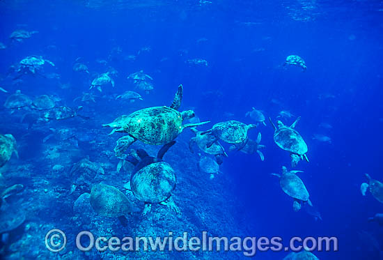 Green Sea Turtles Raine Island photo Green Sea Turtles Raine Island photo