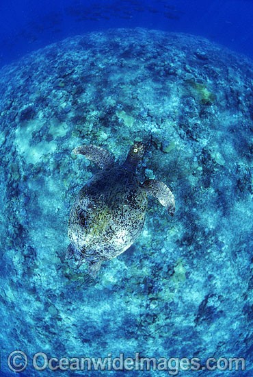 Green Sea Turtle swimming over coral reef photo