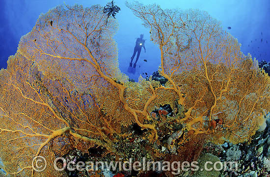 Scuba Diver and yellow Fan Coral photo