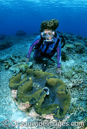 Scuba Diver with Giant Clam photo