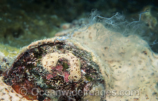 Bi-valve spawning photo Bi-valve spawning photo