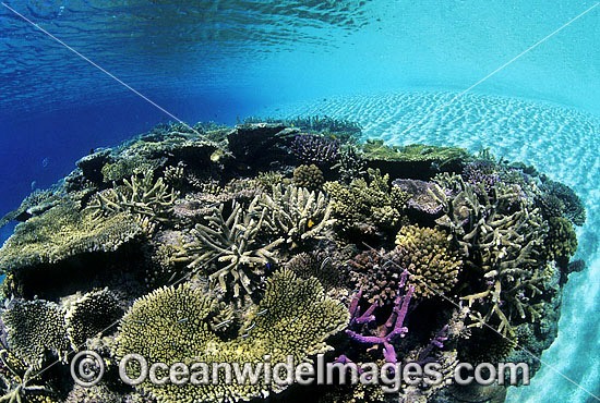 Acropora Corals Great Barrier Reef photo
