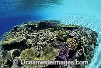 Acropora Corals Great Barrier Reef Photo - Gary Bell