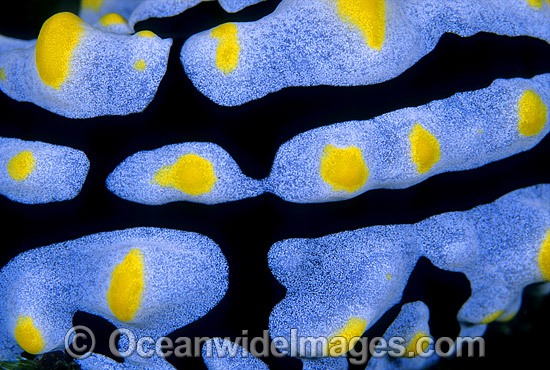 Nudibranch Sea Slug detail photo