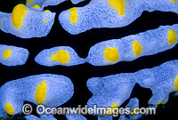 Nudibranch Sea Slug detail Photo - Gary Bell