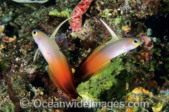 Red Fire Goby or Fire Dartfish photo