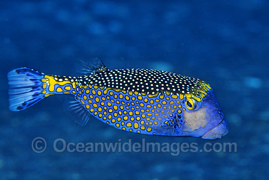 Spotted Boxfish Ostracion meleagris photo