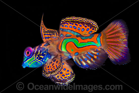 Mandarin-fish (Synchiropus splendidus) - male. Great Barrier Reef, Queensland, Australia Photo - Gary Bell Mandarin-fish (Synchiropus splendidus) - male. Great Barrier Reef, Queensland, Australia Photo - Gary Bell