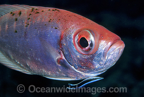 Blue-streak Cleaner Wrasse (Labroides dimidiatus) cleaning a Glasseye (Priacanthus blochii). Also known as Bigeye. Great Barrier Reef, Queensland, Australia Photo - Gary Bell Blue-streak Cleaner Wrasse (Labroides dimidiatus) cleaning a Glasseye (Priacanthus blochii). Also known as Bigeye. Great Barrier Reef, Queensland, Australia Photo - Gary Bell
