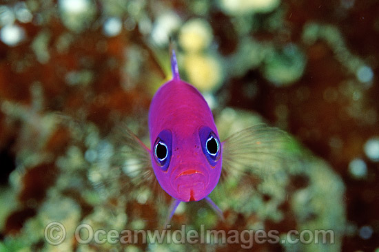 Royal Dottyback photo Royal Dottyback photo