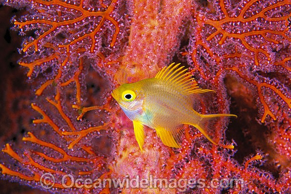 Golden Damsel in fan coral photo