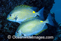 Lined Rabbitfish Siganus lineatus Photo - Gary Bell