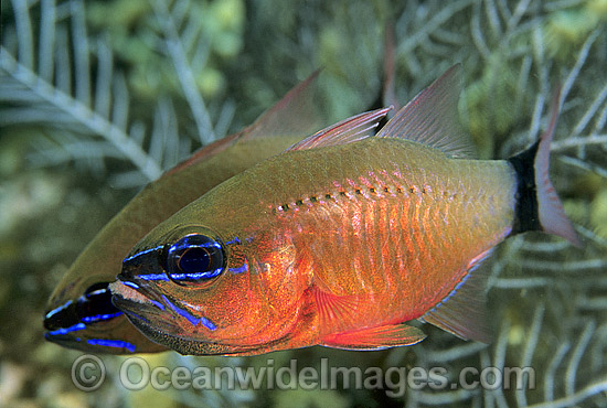 Ring-tailed Cardinalfish brooding eggs in mouth photo Ring-tailed Cardinalfish brooding eggs in mouth photo