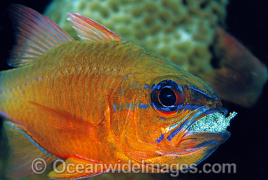 Ring-tailed Cardinalfish brooding eggs in mouth photo