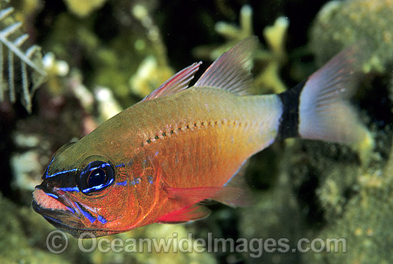 Cardinalfish brooding eggs in mouth photo