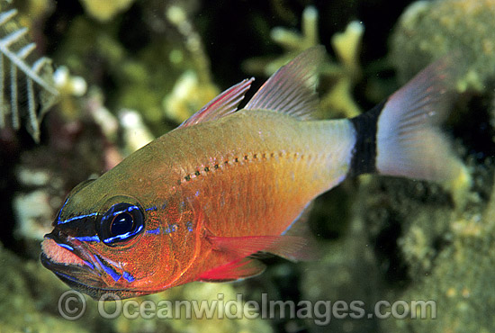 Ring-tailed Cardinalfish (Apogon fleurieu) - male brooding eggs in mouth. Great Barrier Reef, Queensland, Australia Photo - Gary Bell Ring-tailed Cardinalfish (Apogon fleurieu) - male brooding eggs in mouth. Great Barrier Reef, Queensland, Australia Photo - Gary Bell