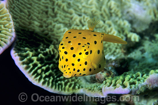 Yellow Boxfish Ostracion cubicus juvenile photo Yellow Boxfish Ostracion cubicus juvenile photo