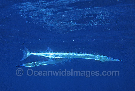 Crocodile Longtom Tylosurus crocodilus photo