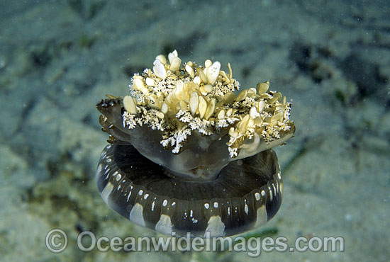 Upside-down Jellyfish (Cassiopeia andromeda). Unlike other jellyfish that hunt for food, this jellyfish depends on unicellular algae, zooxanthellae, for nutrition. The jellyfish sits upside down so the algae absorbs sunlight. Great Barrier Reef, Australia Photo - Gary Bell Upside-down Jellyfish (Cassiopeia andromeda). Unlike other jellyfish that hunt for food, this jellyfish depends on unicellular algae, zooxanthellae, for nutrition. The jellyfish sits upside down so the algae absorbs sunlight. Great Barrier Reef, Australia Photo - Gary Bell