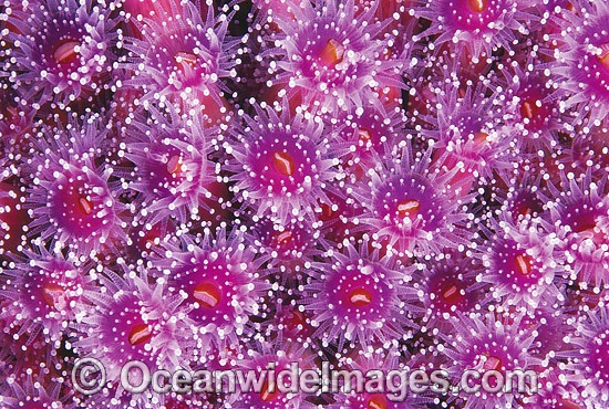 Colony of Jewel Anemones Corynactis australis photo
