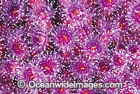Colony of Jewel Anemones Corynactis australis Photo - Gary Bell