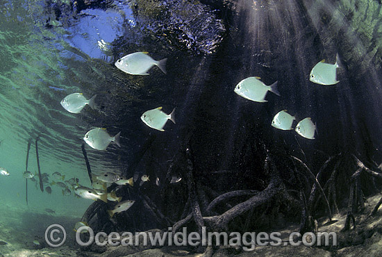 Dart Trevally (Possibly: Trachinotus sp.) sheltering amongst Mangrove roots (Possibly: Rhizophora sp.) during high tide. Aldabra Atoll Lagoon Seychelles Photo - Gary Bell Dart Trevally (Possibly: Trachinotus sp.) sheltering amongst Mangrove roots (Possibly: Rhizophora sp.) during high tide. Aldabra Atoll Lagoon Seychelles Photo - Gary Bell