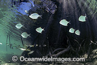 Dart Trevally sheltering in Mangrove roots Photo - Gary Bell