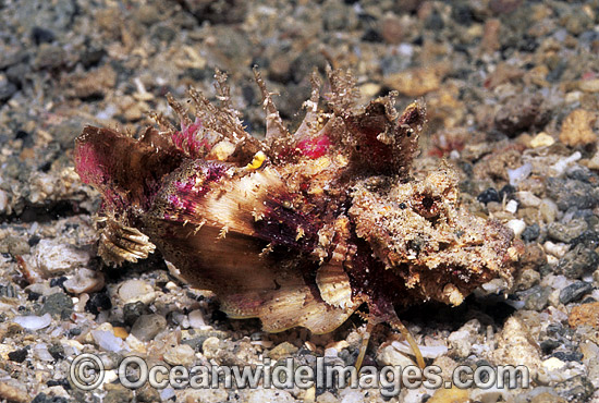 Devil Stinger Scorpionfish (Possibly: Inimicus didactylus). Also known as Devilfish or Demon Stinger. Possess venomous spines. Indo-Pacific Photo - Gary Bell Devil Stinger Scorpionfish (Possibly: Inimicus didactylus). Also known as Devilfish or Demon Stinger. Possess venomous spines. Indo-Pacific Photo - Gary Bell