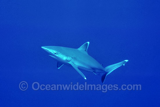 Silvertip Shark photo